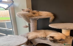 Ragdoll cats for sale: Pure Bluepoint Ragdoll Kittens - Image 16