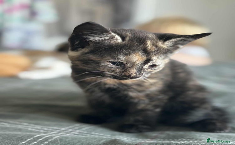 Domestic Shorthair cats - Advert 1