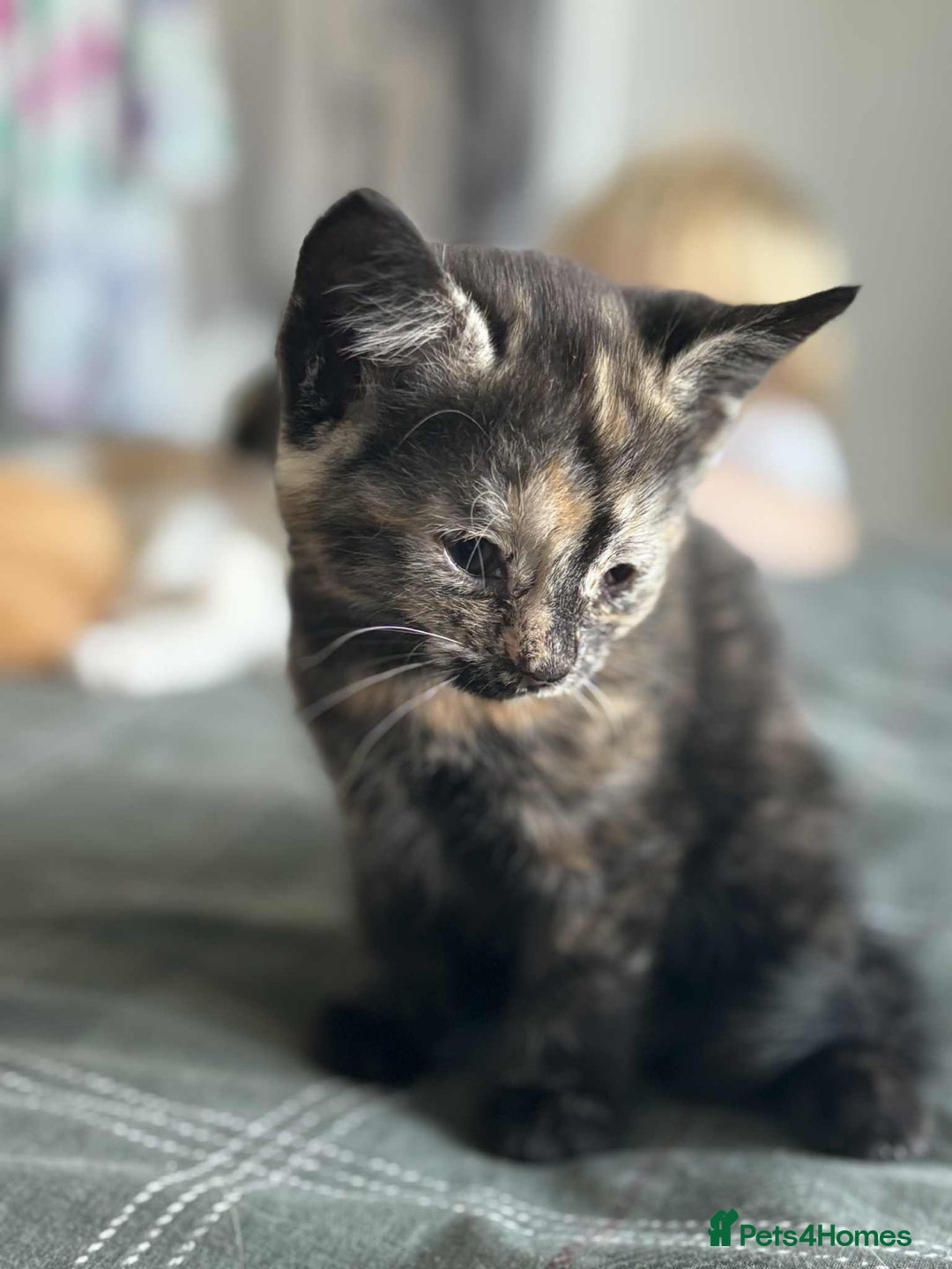 Domestic Shorthair cats for sale: Beautiful fluffy kitten  - Image 1