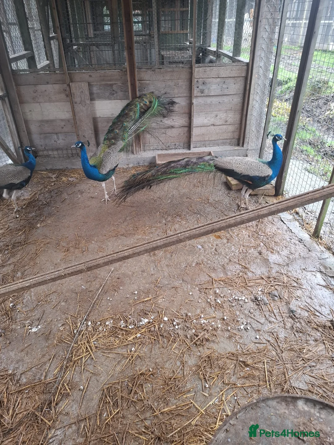 Peafowl poultry for sale: Male Peacocks - Hatched 2024 & 2025 - Advert 4
