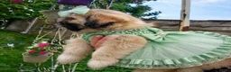Shih Tzu dogs for sale: Beautiful Shih Tzu puppy available - Advert 1