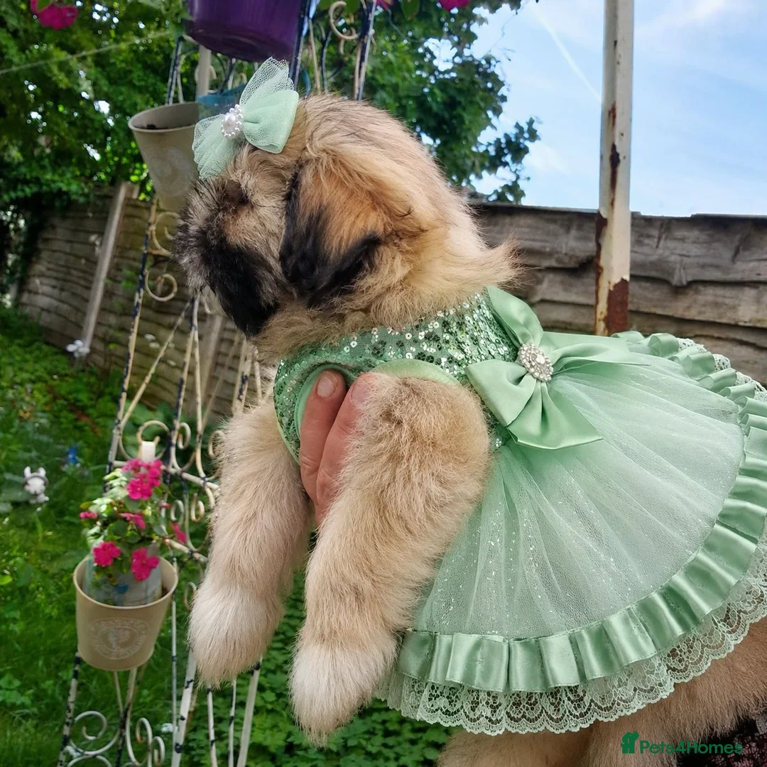 Shih Tzu dogs for sale: Beautiful Shih Tzu puppy available - Advert 1