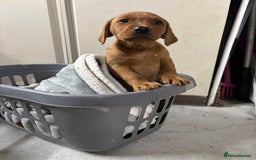 Labrador Retriever dogs for sale: KC reg health tested lab pups  - Image 4