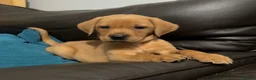 Labrador Retriever dogs for sale: Fox Red Pups - Ready to go in Richmond - Advert 7
