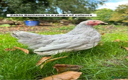 Chickens poultry for sale: Chickens, Ducks, Geese, Turkeys, Chicks and more  - Image 7