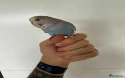 Budgerigars birds for sale: Young budgies happy&healthy in London - Image 14