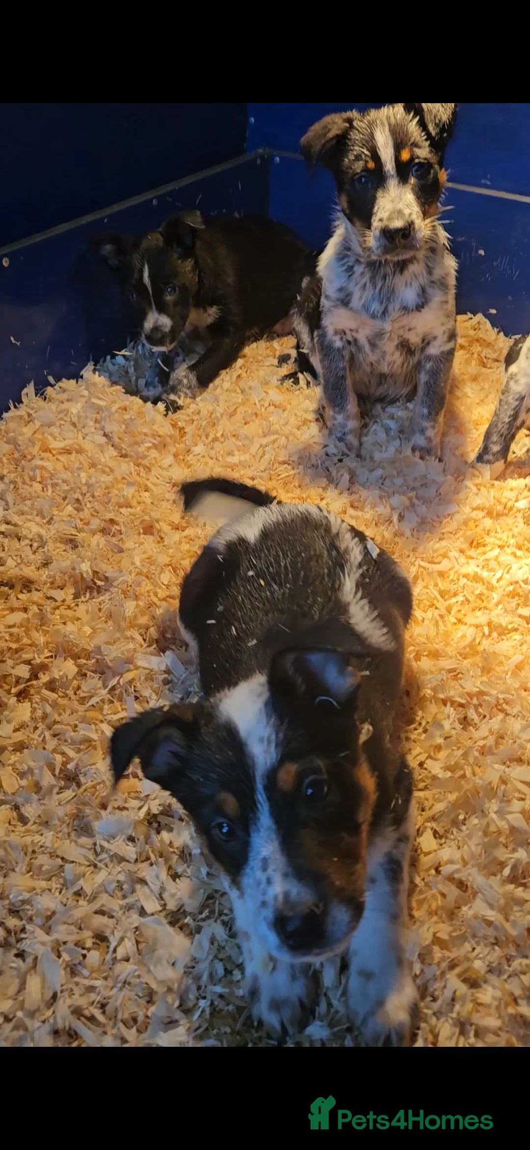 Mixed Breed dogs for sale: AUSTRALIAN CATTLE DOG X COLLIE PUPPIES - Advert 12