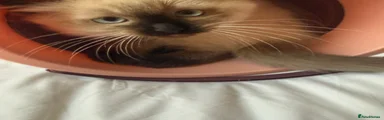 Ragdoll 1