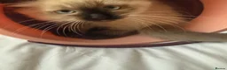 Ragdoll cats for sale: REDUCED 2 for £700 Male Ragdolls  - Advert 3