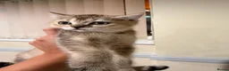 British Shorthair cats for sale: BS Kittens Available Fully TestedReady to Meet You - Advert 9
