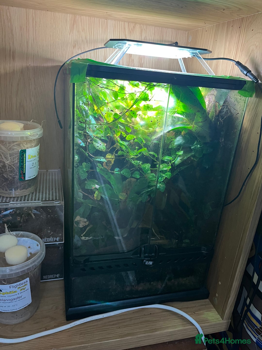 Frog reptiles for sale: Ranitomeya imitator varadero - Advert 4