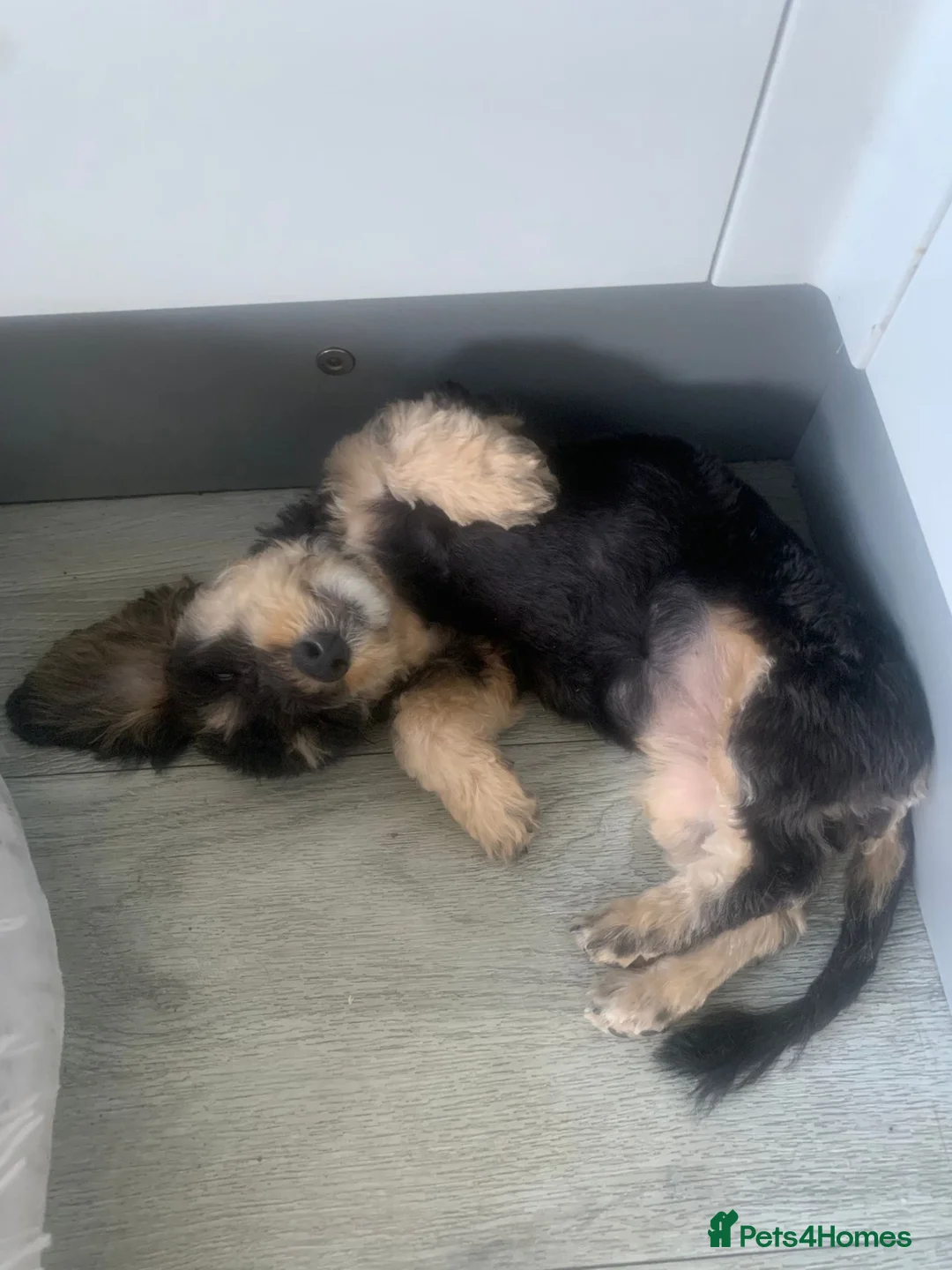 Mixed Breed dogs for sale: Female cross puppy  in Rainham - Advert 5