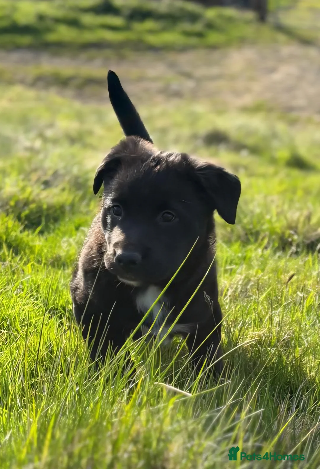 Mixed Breed dogs for sale: Black collie cross very chunky bitch  - Advert 1