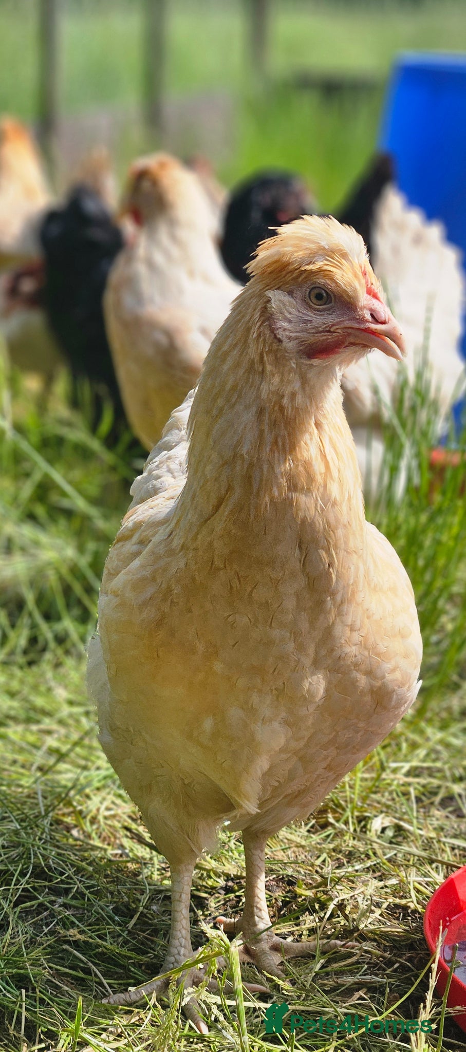 Chickens poultry for sale: Point of Lay Hybrid Laying hens  - Advert 3