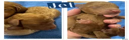 Cavapoo dogs for sale: Beautiful, health tested F1b Cavapoo Puppies - Advert 8