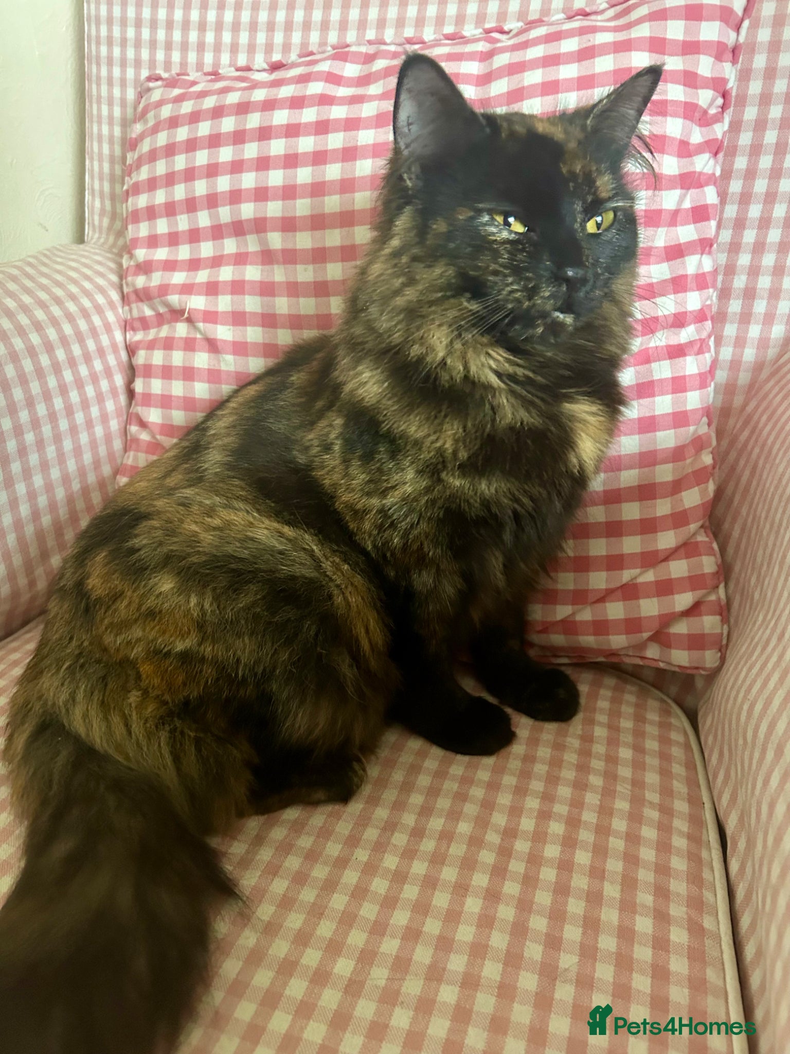 British Longhair cats Free - looking for the right home - Advert 16