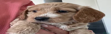 Cockapoo 6