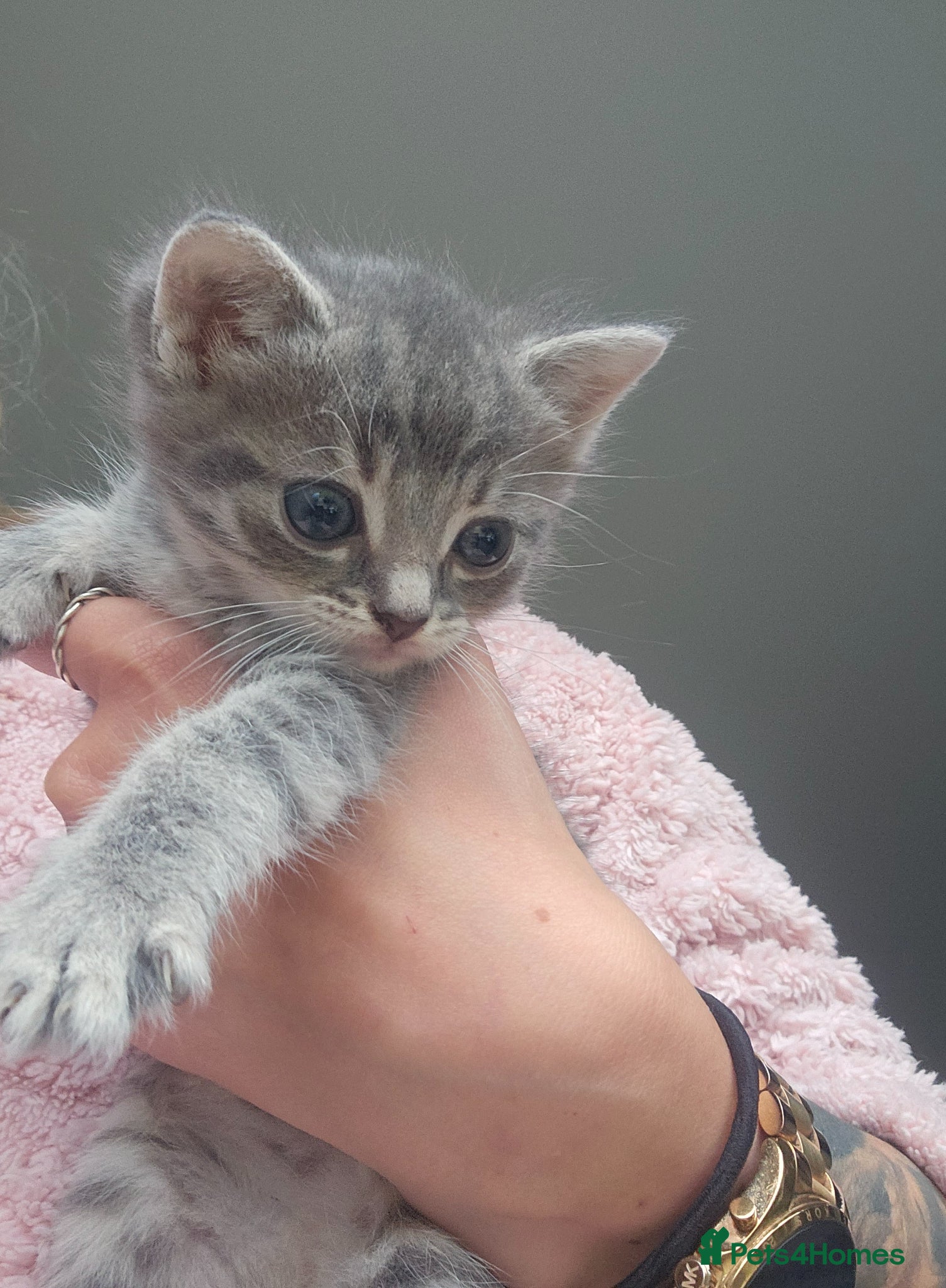 Mixed Breed cats Cuddle Boy Grey Tabby - Advert 4