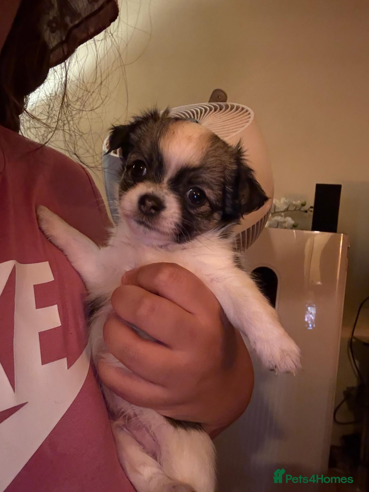 Chihuahua dogs Lovely tiny loyal chihuahua puppy for New gome - Advert 1