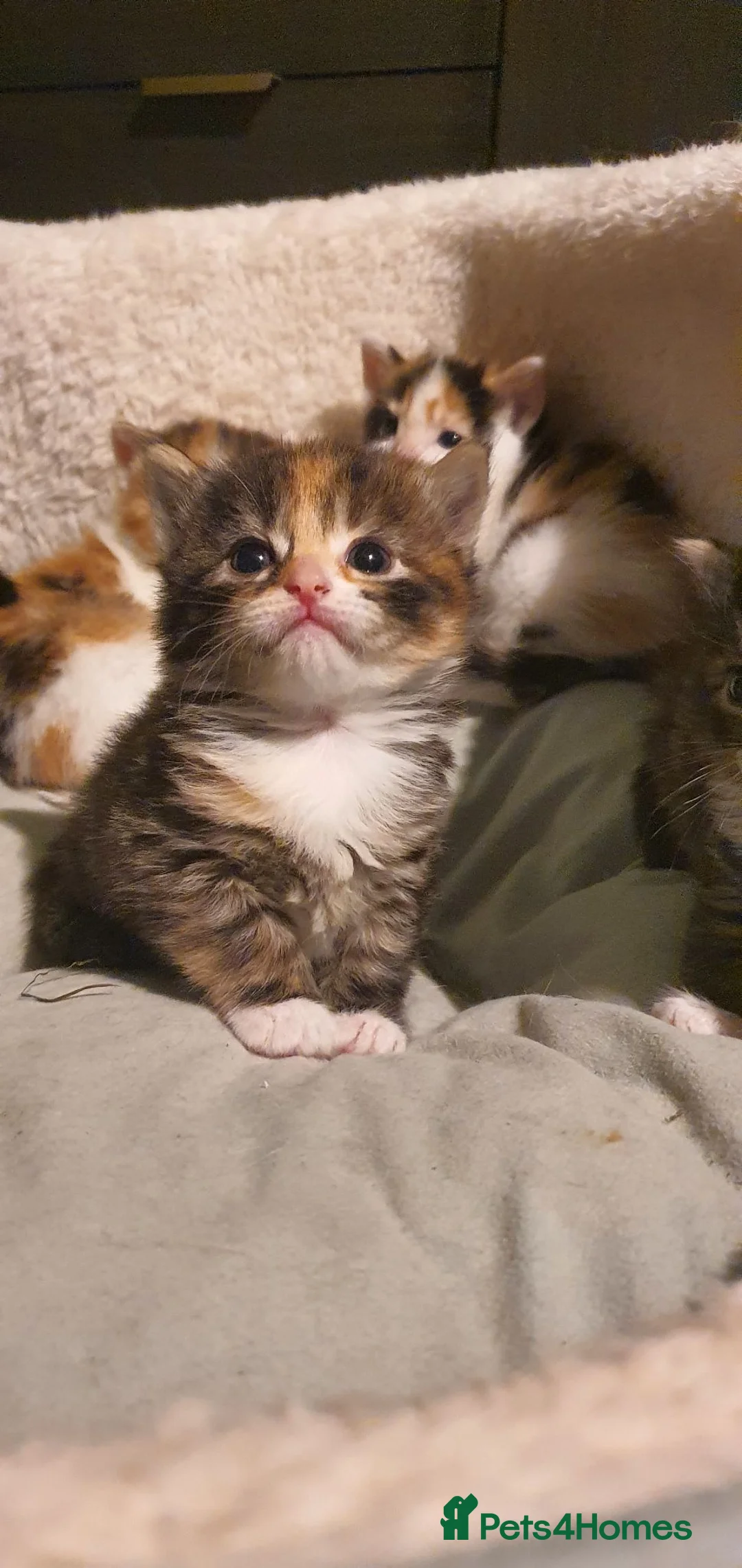 Mixed Breed cats for sale: Gorgeous Persian Maincoon Cross  - Advert 1