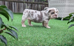 English Bulldog dogs for sale: English Bulldog Puppies  - Advert 27