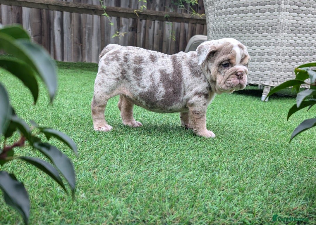 English Bulldog dogs for sale: English Bulldog Puppies  - Advert 27