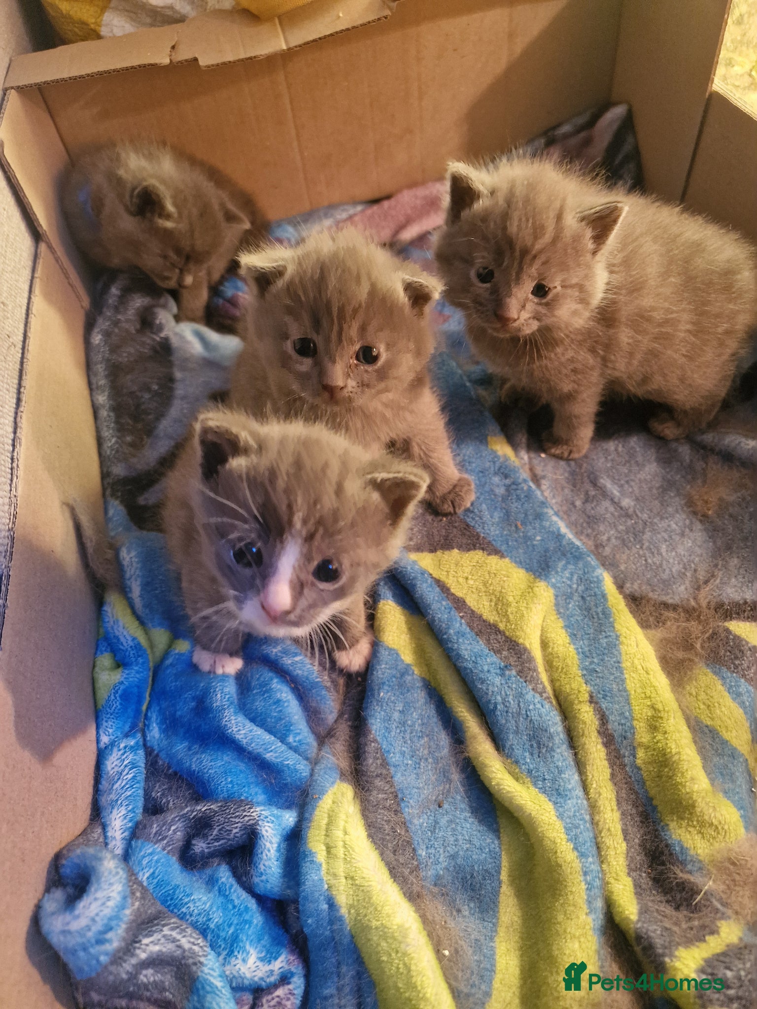 Scottish Fold cats Scottish fold cross kittens - Advert 5