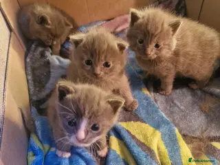 Scottish Fold cats Scottish fold cross kittens - Advert 5