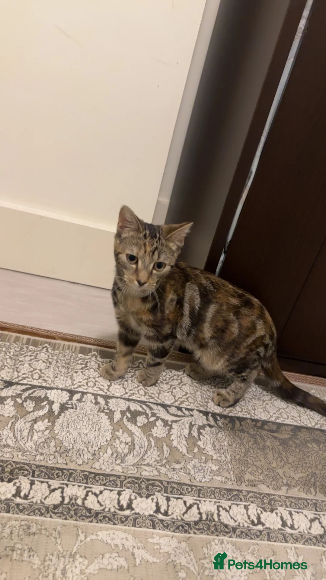 Domestic Shorthair cats for sale: Urgent Cat for Sale (Collection available today) - Advert 2