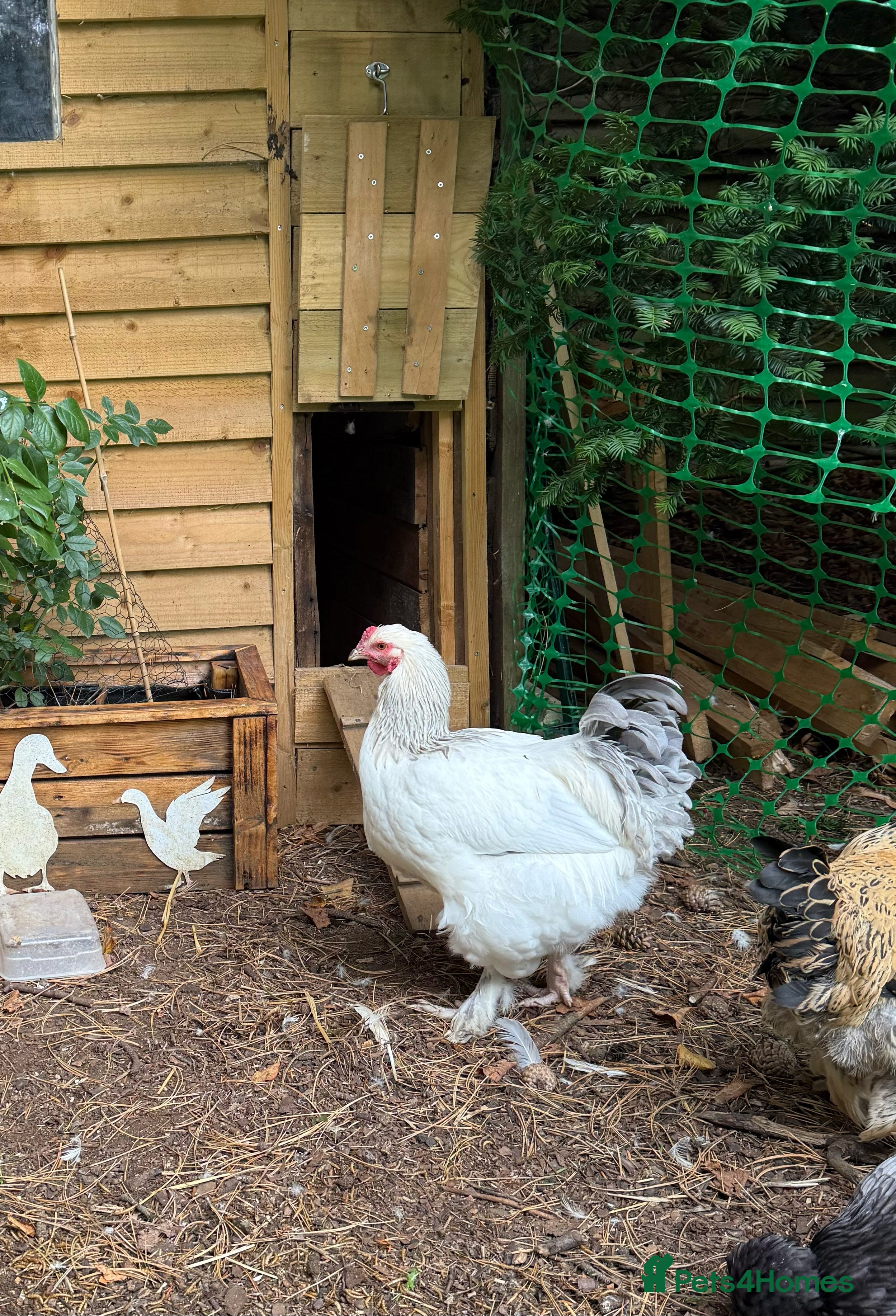 Chickens poultry Magnificent Bramha Cockerel - Advert 24