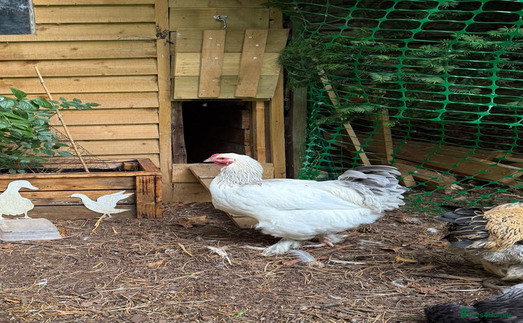 Chickens poultry - Advert 2