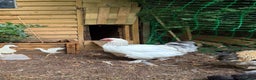 Chickens poultry for sale: Magnificent Bramha Cockerel - Advert 1