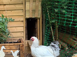 Chickens poultry - Advert 3