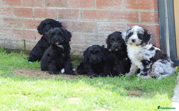 Cavapoo dogs - Advert 2