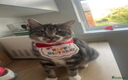 Maine Coon cats for sale: Beautiful Grey/White Part Maine Coon Kitten - Image 15