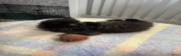 Persian cats for sale: Persian tabby kittens  in Skelmersdale - Advert 7