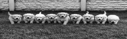 Golden Retriever dogs for sale: Stunning golden retrievers  - Advert 6