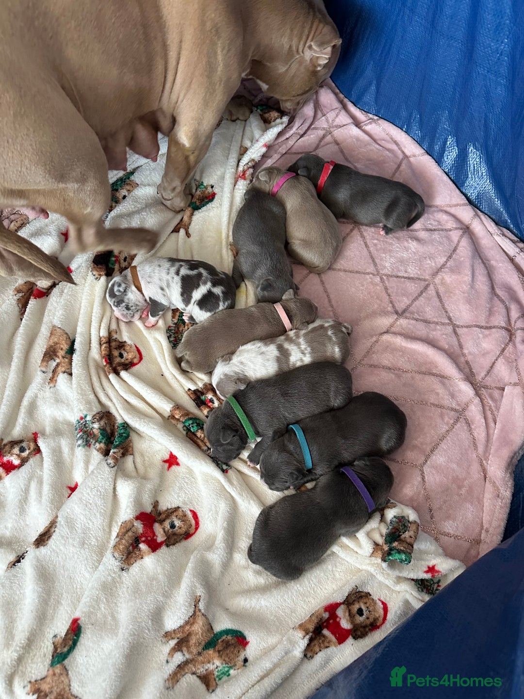 American Bulldog dogs for sale: Pocket bullys - Image 6