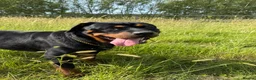Mixed Breed dogs for sale: German shepherd x Rottweiler pups - Advert 4