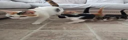 Mixed Breed cats for sale: 4 beautiful kittens for sale  in Cheltenham - Advert 9