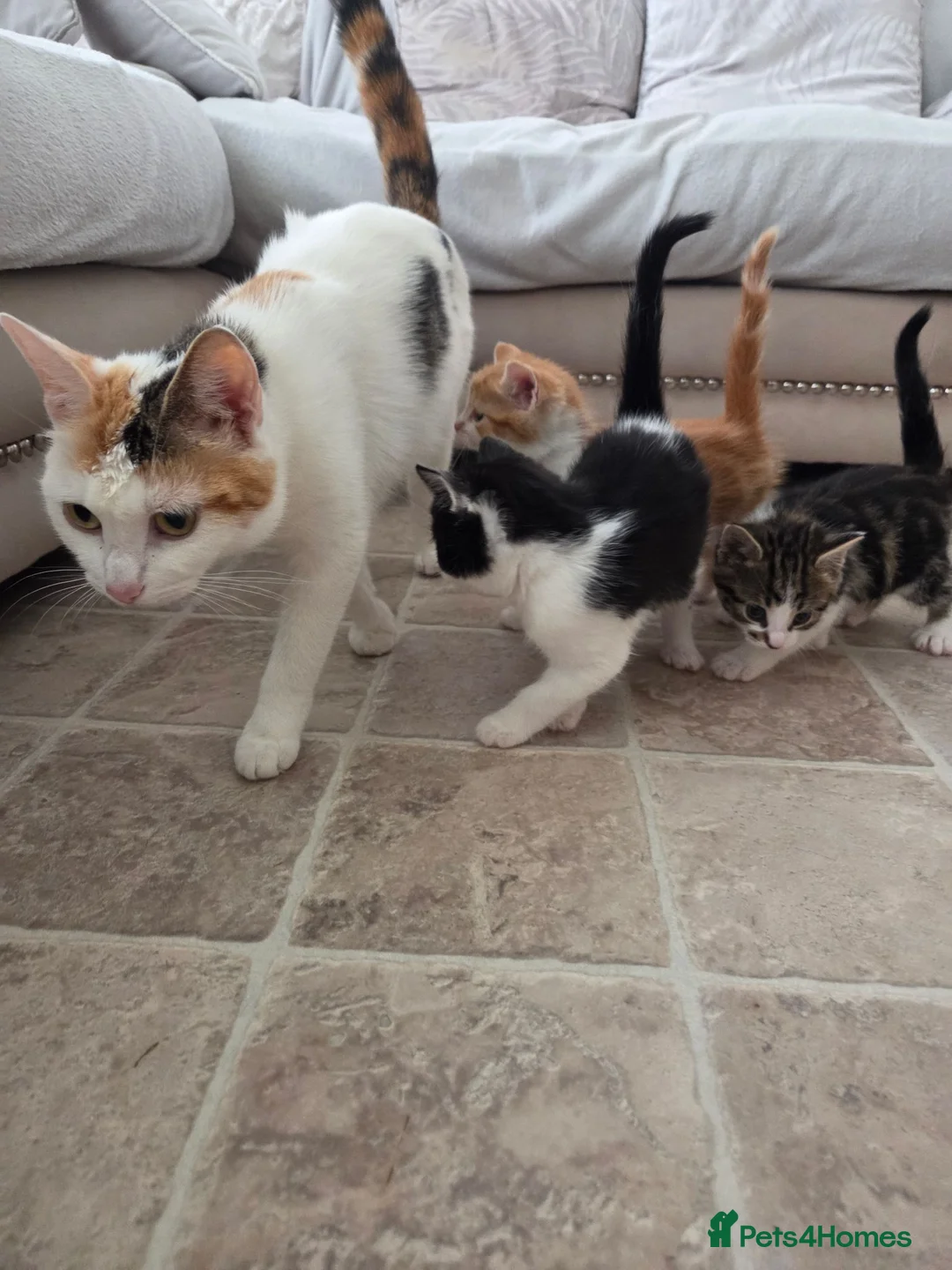 Mixed Breed cats for sale: 4 beautiful kittens for sale  in Cheltenham - Advert 9