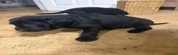 Labrador Retriever dogs for sale: Beautiful Labrador Puppies for Loving Homes - Advert 8