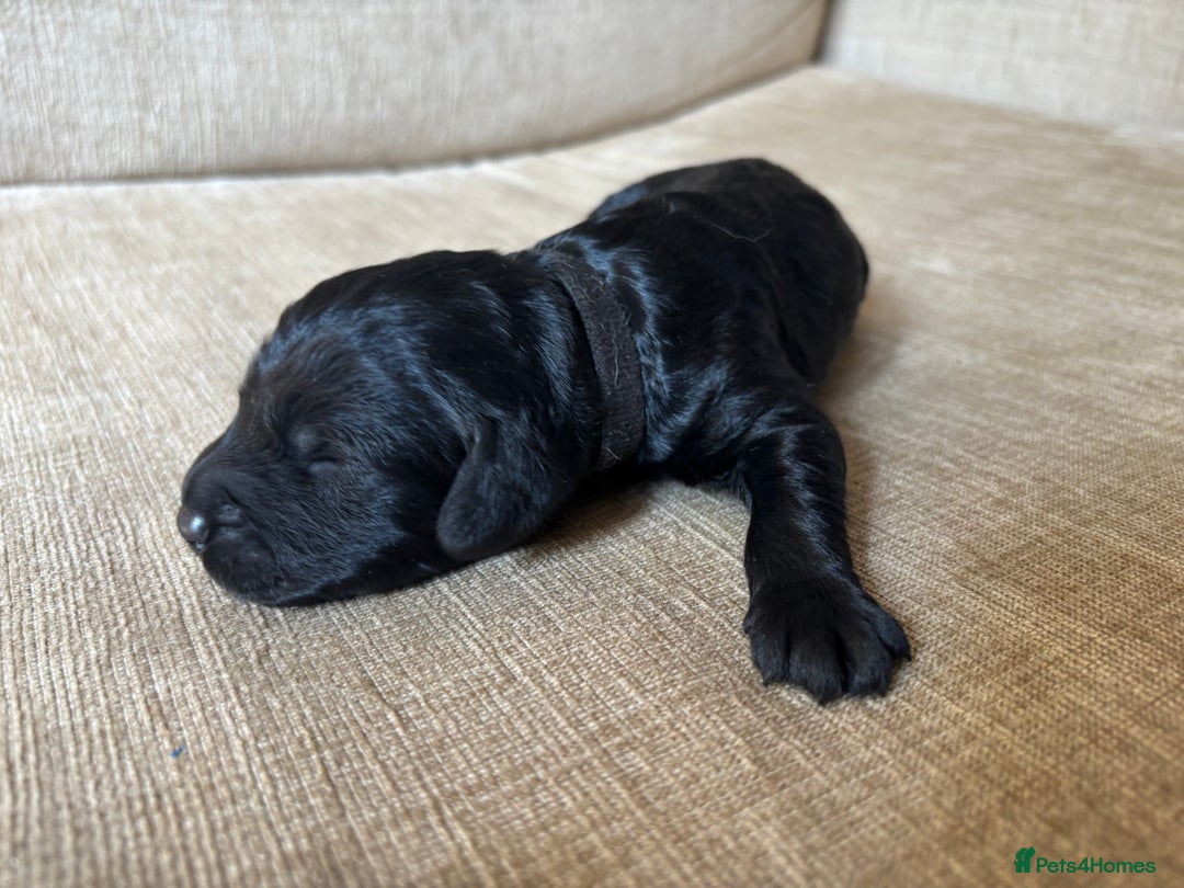 Goldendoodle dogs for sale: 12 Stunning Goldendoodles - Image 33