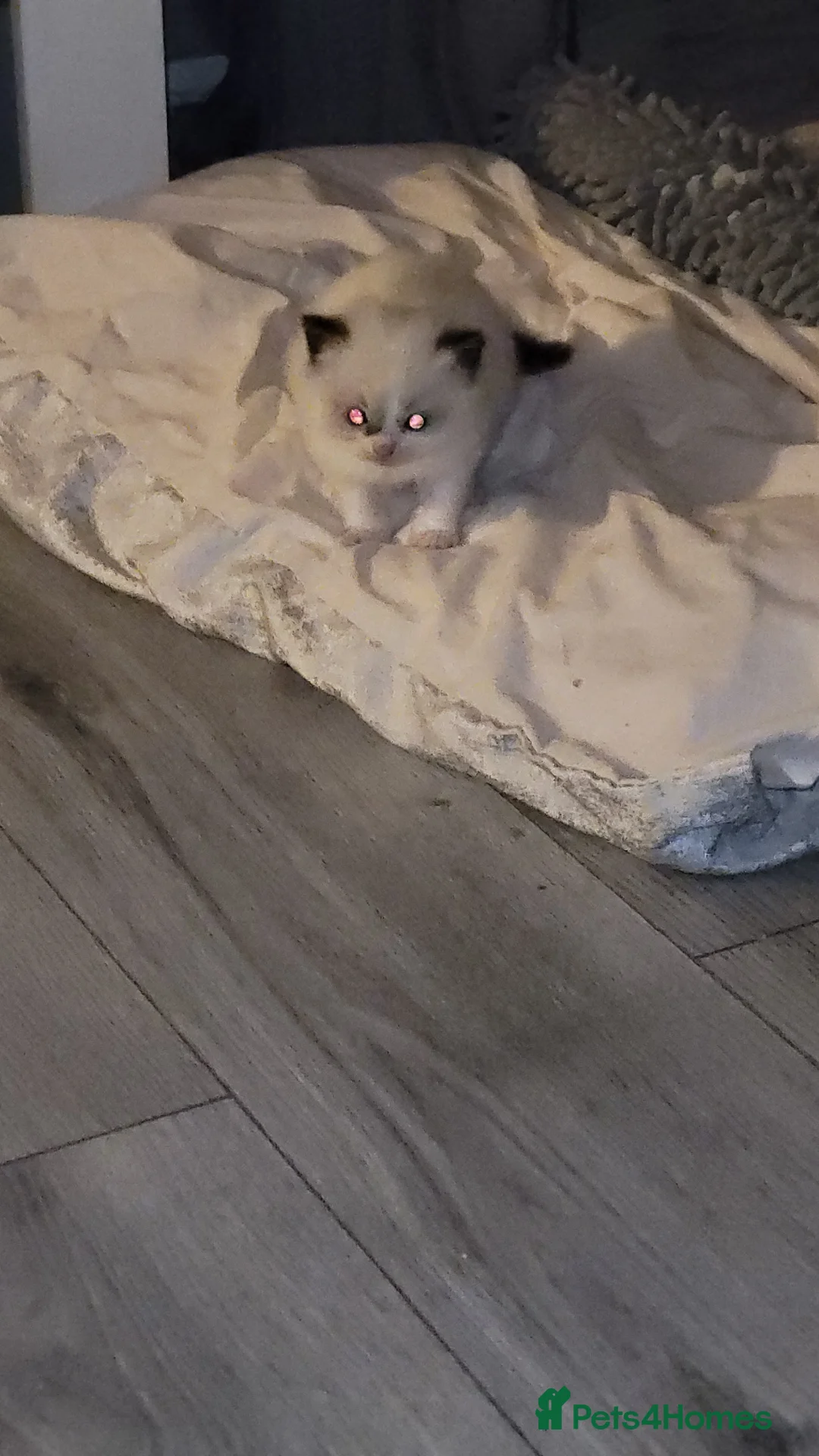 Ragdoll cats for sale: Ragdoll kittens for sale  - Advert 14