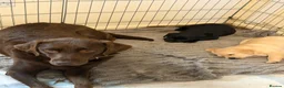 Labrador Retriever dogs for sale: Beautiful Labrador Puppies in Stockport - Advert 2