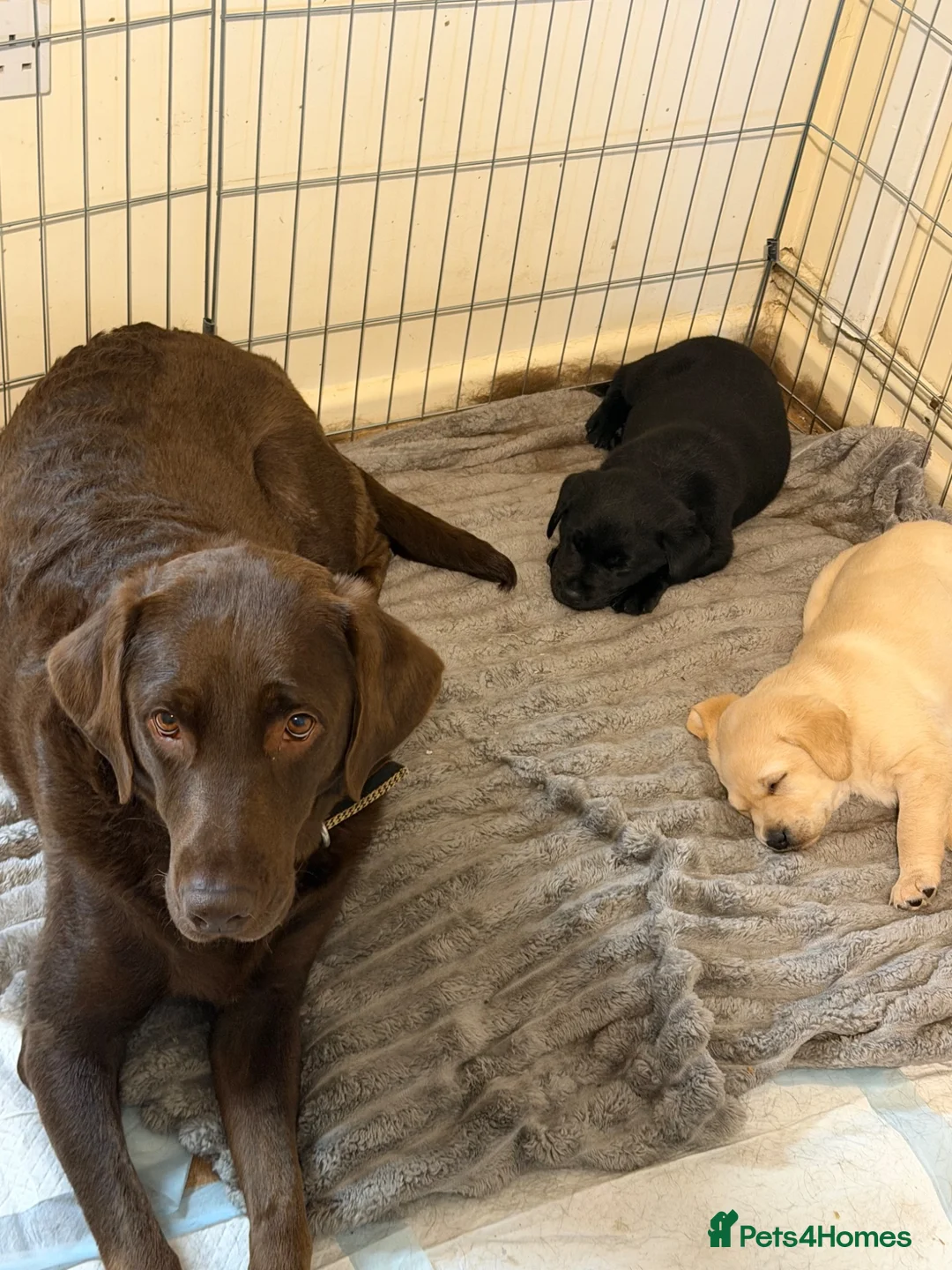 Labrador Retriever dogs for sale: Beautiful Labrador Puppies in Stockport - Advert 2