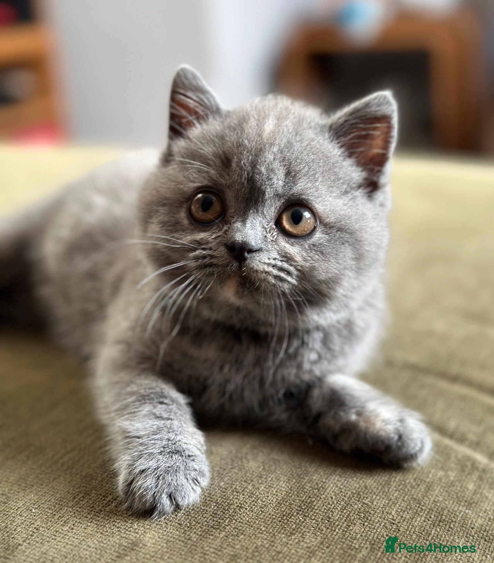 British Shorthair cats for sale: Solid blue and blue bi-colour kittens Cornwall - Advert 1