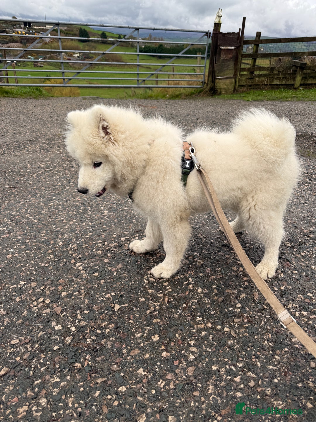 Samoyed dogs for sale: Stunning Samoyed Boy  - Image 5