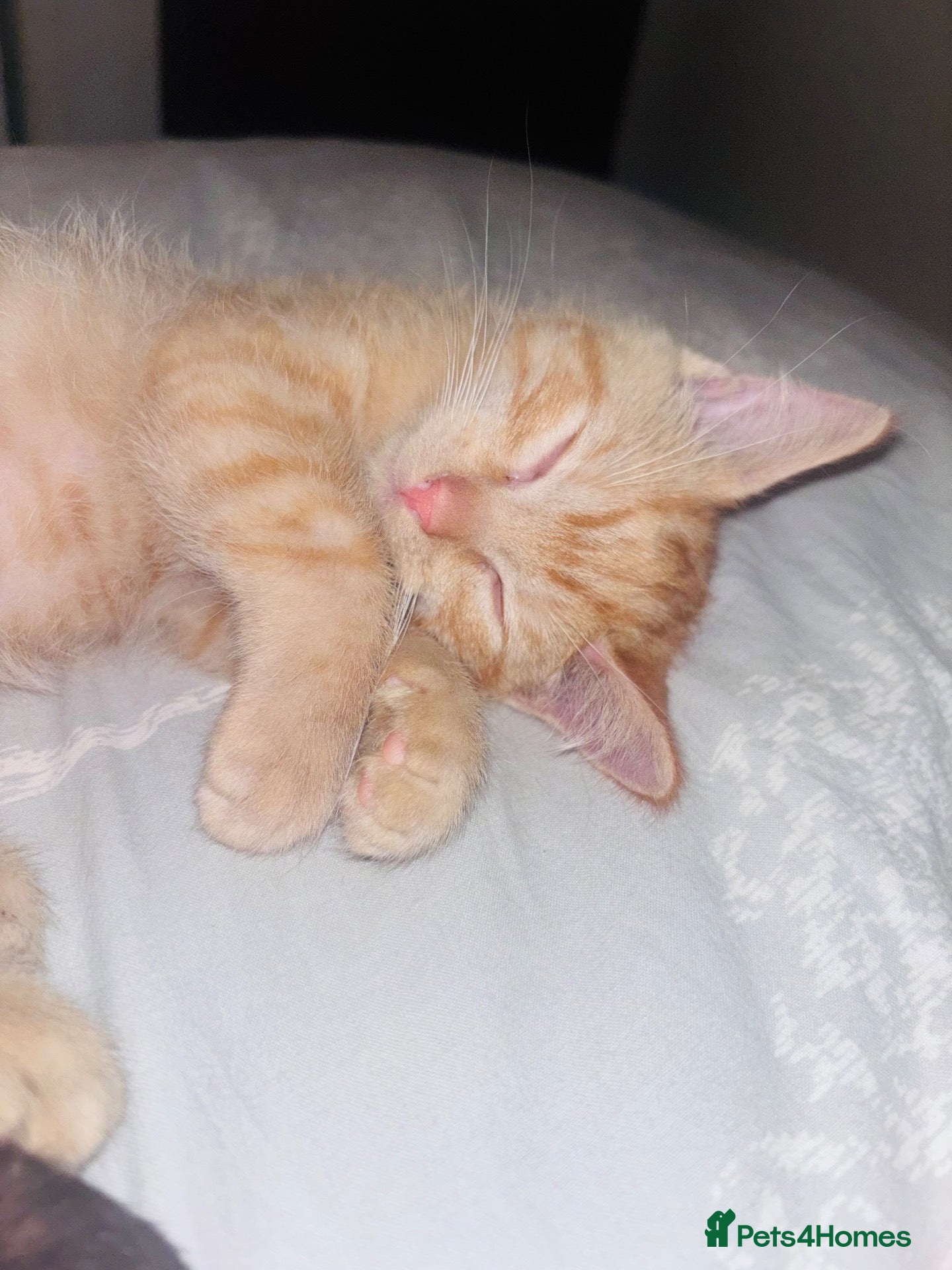 British Shorthair cats 8 weeks old male kitten - Advert 1