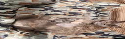 Maine Coon cats for sale: Outstanding gccf pet registered babies  - Advert 3